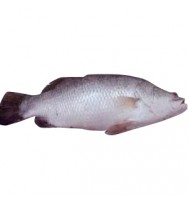 BHETKI FISH